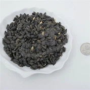 Chim Thức ăn Hướng dương Hạt giống