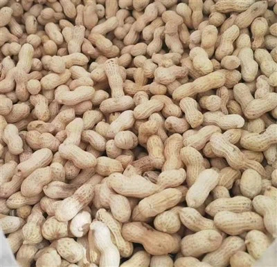 Đậu phộng rang Nhật Bản nhỏ trong vỏ