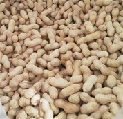 Đậu phộng rang còn vỏ ở Trung Quốc