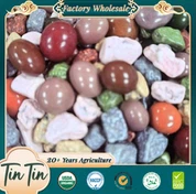 Giá tốt nhất Stone Chocolate