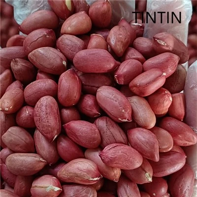 Nhà máy hàng đầu Trung Quốc xuất xứ khô thô hạt đậu phộng vỏ đỏ giá tốt nhất