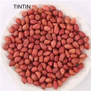 Bán buôn 100% hạt đậu phộng khô, lạc thô/tươi, vỏ đỏ